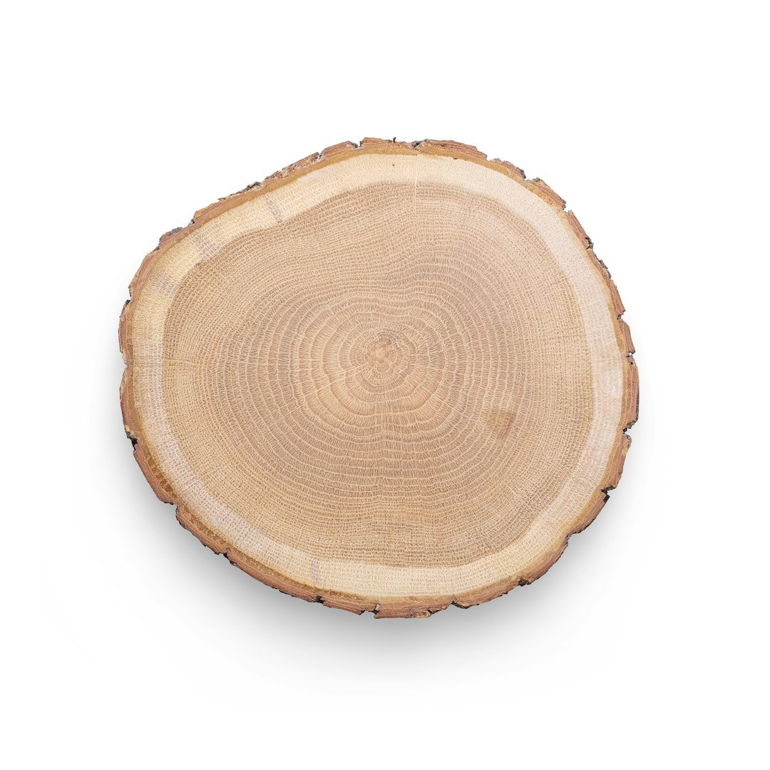 Rondelle de bois poli sur fond blanc